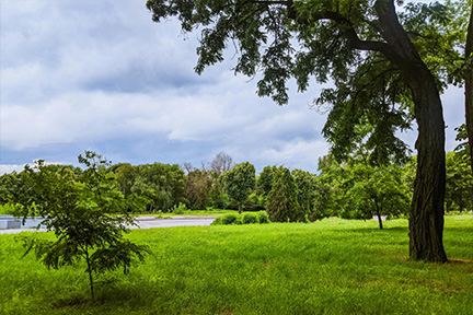 An empty plot of land with several trees and tall grass